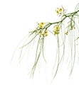 Flowering Parkinsonia aculeata