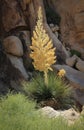 Flowering Parry`s Nolina plant in Joshua Tree National Park in California