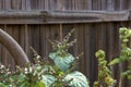 Flowering patchouli plant against wooden fence