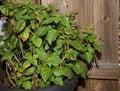 Flowering patchouli plant in pot