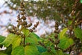 Flowering patchouli plant up close