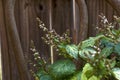 Flowering patchouli plant on wooden chair