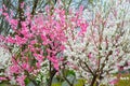 Flowering peach