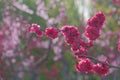 Flowering peach Royalty Free Stock Photo