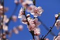 Flowering peach tree