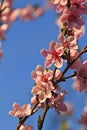 Flowering peach tree