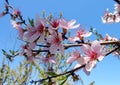 Flowering peach tree