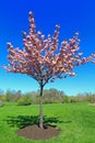 Flowering Peach Tree Royalty Free Stock Photo