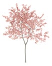 Flowering peach tree isolated on white