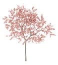 Flowering peach tree isolated on white