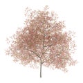 Flowering peach tree isolated on white