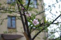 Flowering peach tree near the house