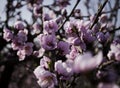 Flowering peach trees Royalty Free Stock Photo