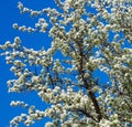 Flowering Pear