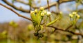 Flowering pear branch with beautiful blooming flower buds and young green leaves against blue sky in the garden macro photography Royalty Free Stock Photo