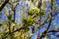 Flowering pear branch with beautiful blooming flowers and young green leaves against blue sky Royalty Free Stock Photo