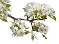 Flowering pear branch on a white background