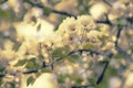 Flowering pear, colorful flowers natural springtime background, blurred image, copy space, selective focus Royalty Free Stock Photo