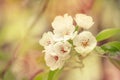 Flowering pear, colorful flowers natural springtime background, blurred image, copy space, selective focus Royalty Free Stock Photo