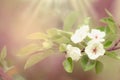 Flowering pear, colorful flowers natural springtime background, blurred image, copy space, selective focus Royalty Free Stock Photo