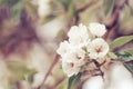 Flowering pear, colorful flowers natural springtime background, blurred image, copy space, selective focus Royalty Free Stock Photo