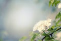 Flowering pear, colorful flowers natural springtime background, blurred image, copy space, selective focus Royalty Free Stock Photo