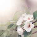 Flowering pear, colorful flowers natural springtime background, blurred image, copy space, selective focus Royalty Free Stock Photo