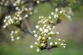 Flowering pear tree branch closeup on the spring day Royalty Free Stock Photo