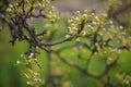 Flowering pear tree branch closeup in spring garden Royalty Free Stock Photo