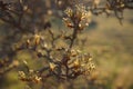 Flowering pear tree branch closeup in spring garden Royalty Free Stock Photo