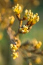 Flowering pear tree branch closeup at sunset. Nature in spring Royalty Free Stock Photo