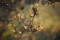 Flowering pear tree branch closeup at sunset. Nature in spring Royalty Free Stock Photo