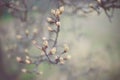 Flowering pear tree branch in the spring garden Royalty Free Stock Photo