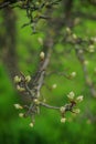 Flowering pear tree closeup branch in spring garden Royalty Free Stock Photo