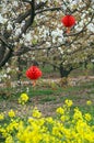 Flowering Pear Tree and Cole flower's Fields