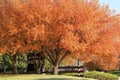 Flowering pear tree