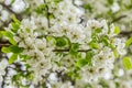 White flowers of the flowering pear tree.