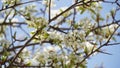 Flowering pear tree Pyrus syriaca This family of ornamental trees produces white spring blossom. White flowers of Pyrus syriaca Royalty Free Stock Photo