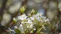 Flowering pear tree Pyrus syriaca This family of ornamental trees produces white spring blossom. White flowers of Pyrus syriaca Royalty Free Stock Photo