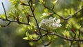 Flowering pear tree Pyrus syriaca This family of ornamental trees produces white spring blossom. White flowers of Pyrus syriaca Royalty Free Stock Photo