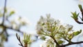 Flowering pear tree Pyrus syriaca This family of ornamental trees produces white spring blossom. White flowers of Pyrus syriaca Royalty Free Stock Photo