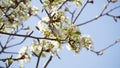 Flowering pear tree Pyrus syriaca This family of ornamental trees produces white spring blossom. White flowers of Pyrus syriaca Royalty Free Stock Photo