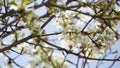 Flowering pear tree Pyrus syriaca This family of ornamental trees produces white spring blossom. White flowers of Pyrus syriaca Royalty Free Stock Photo