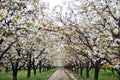 Flowering Pear Tree in Spring