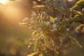 Flowering pear tree at sunset. Flowers blooming on a branch Royalty Free Stock Photo