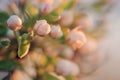 Flowering pear tree at sunset. Flowers blooming on a branch Royalty Free Stock Photo