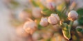 Flowering pear tree at sunset. Flowers blooming on a branch Royalty Free Stock Photo