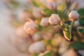 Flowering pear tree at sunset. Flowers blooming on a branch. Royalty Free Stock Photo