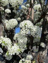 Flowering pear trees in spring