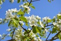 Flowering pears in early spring. Fruit trees bloom in the garden. Nature awakening after a long winter. Pear flowers close up Royalty Free Stock Photo